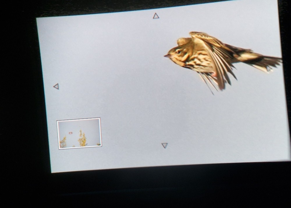 Latvijā novēroto putnu sugu sarakstam papildinājums!🥳Atis Ļahs Liepājā novērojis taigas čipsti (Anthus hodgsoni).