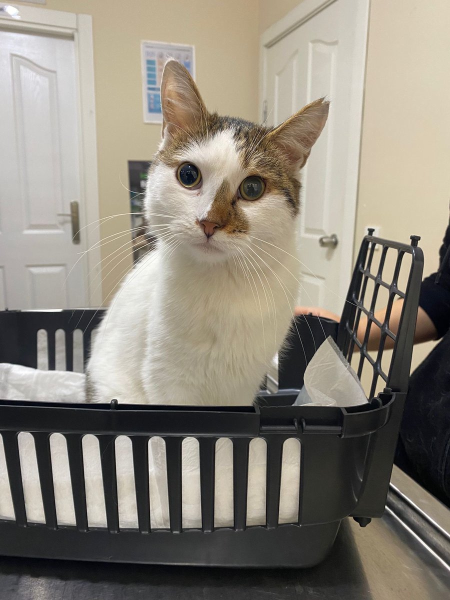 İstanbul
Dün sokakta bulup, gözlerinde sorun olduğunu düşünerek veterinerlere götürdük ve 2 gözüde görmüyormuş. Sokağa yeni terk edilmiş. Gerçktn çok sevecen sürekli mırıl mırıl, koyduğunuz yerden kımıldamıyor bile güzel bir yuva çıksın çok istiyorum. Bu hesaptan ulaşabilirsiniz.