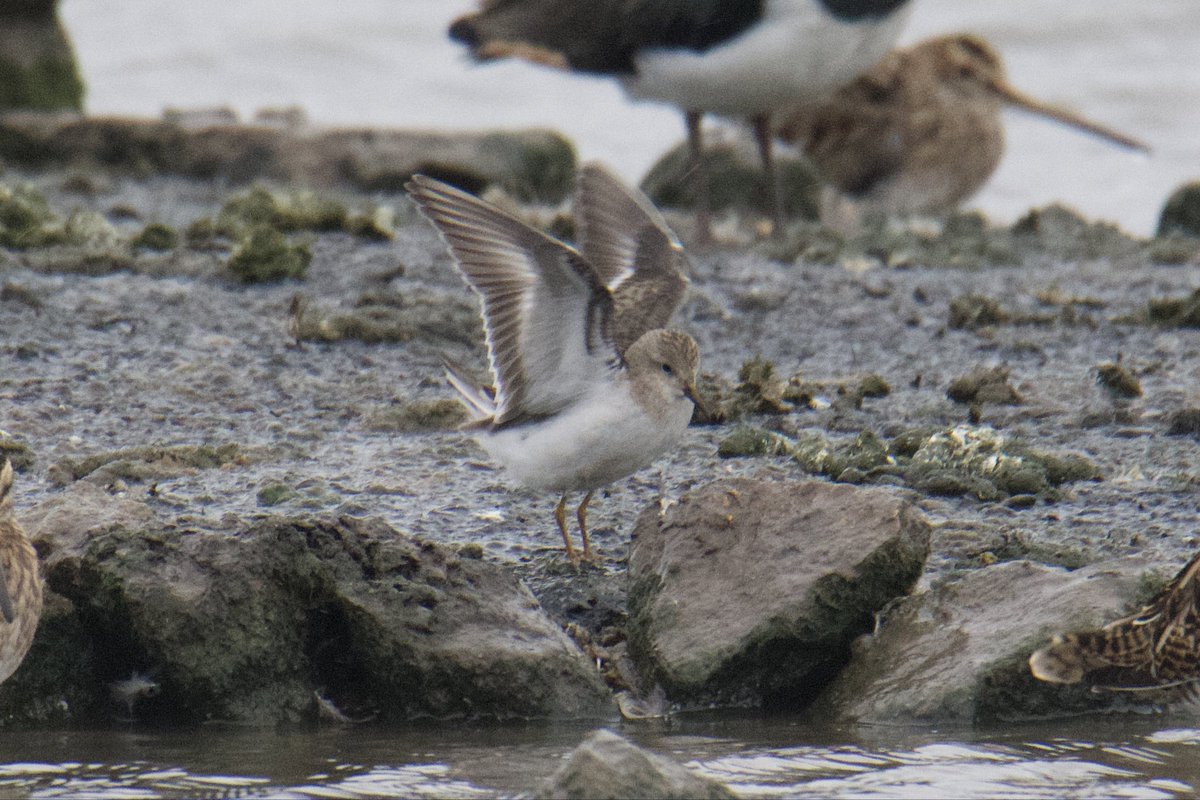 Oliver Paisey tweet media