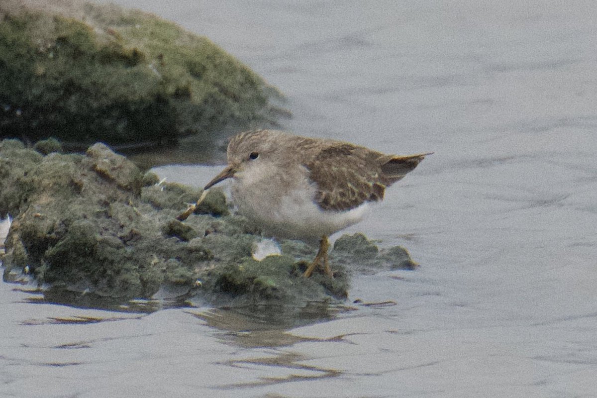 Oliver Paisey tweet media