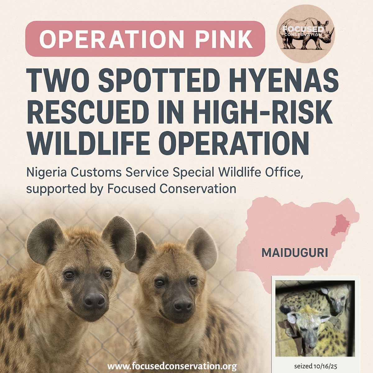 FocusedConserve's tweet image. Two hyenas rescued from illegal trafficking in Nigeria, with two traffickers arrested. Thanks to the Nigeria Customs Service Special Wildlife Office &amp;amp; Focused Conservation for making this possible! 

Story: focusedconservation.org/2025/10/16/nig…

#EndWildlifeTrafficking #FocusedConservation