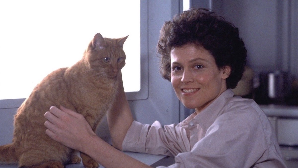 Eu odeio o subtítulo “O Oitavo Passageiro” no primeiro filme da franquia ALIEN pq desconsidera a existência do simpático gatinho Jonesy.
