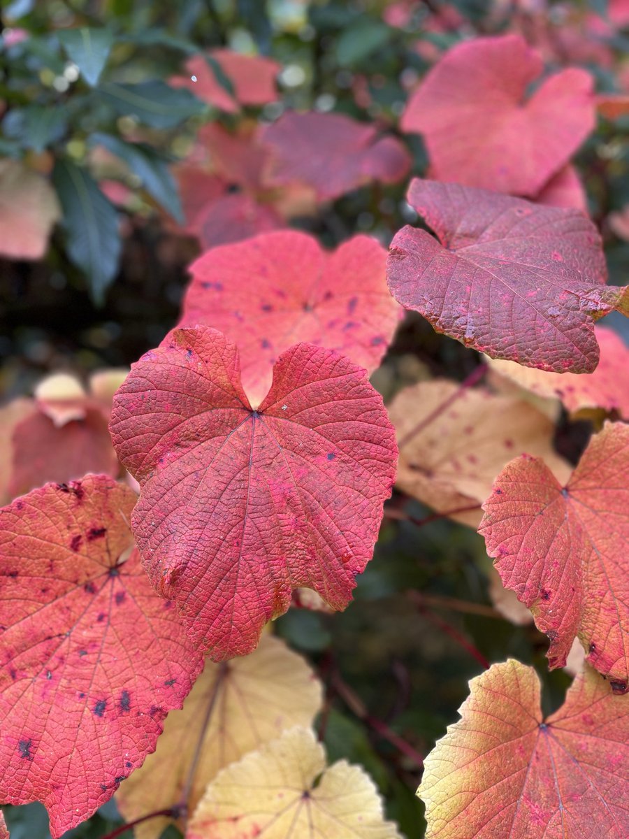 Wallington autumn