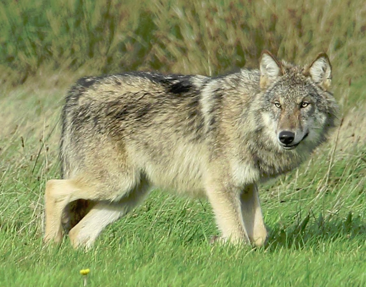 Wolf bij Diever
google.com/maps/place/Oud…