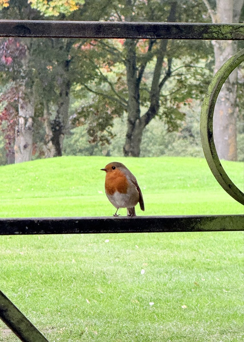 Robins appear … 

#robin #robinsappearwhenlovedonesarenear