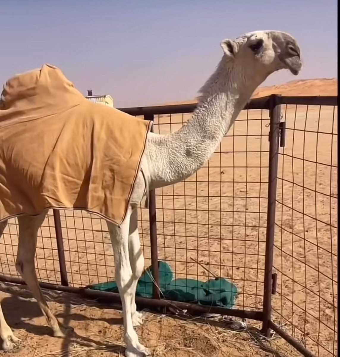 بدوي نجد tweet media
