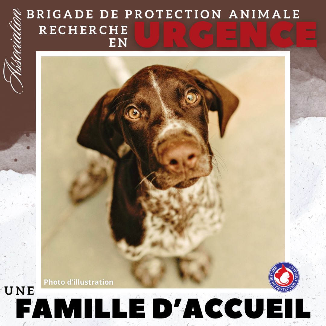 🆘 RECHERCHE FAMILLE D’ACCUEIL 🆘 
📍Secteur Bas-Rhin (67) et alentours

Un sauvetage est en cours et nous recherchons en URGENCE une famille d’accueil🚨 

📍Région Bas-Rhin (67) et alentours
🐶 Chienne type Braque d’environ 3 ans. Sociable congénères 

Si vous êtes disponible,