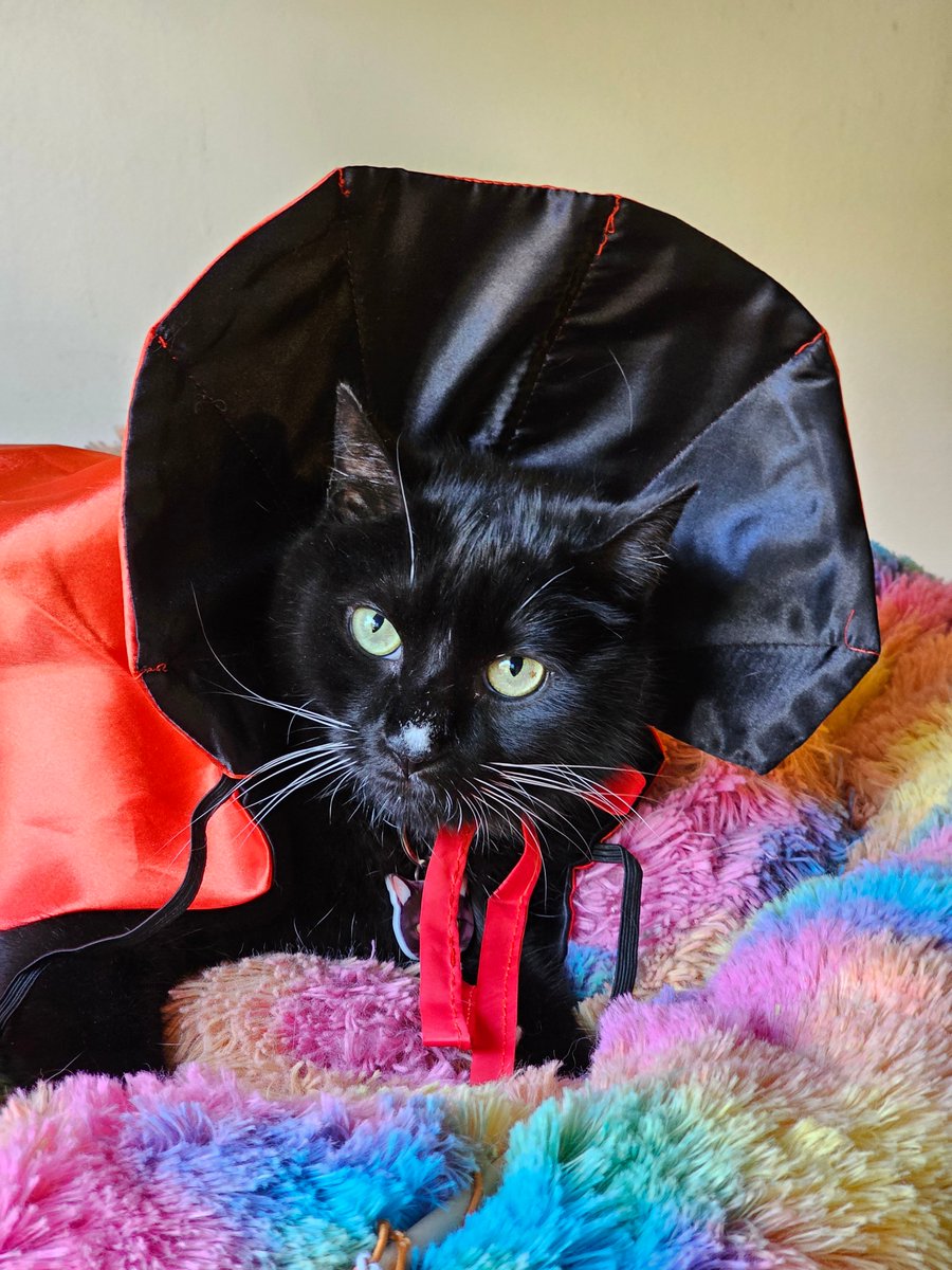 gatitosasalvo's tweet image. Ya mero viene jalogüin y #Yiya, #Botas y #Blue lo saben👀