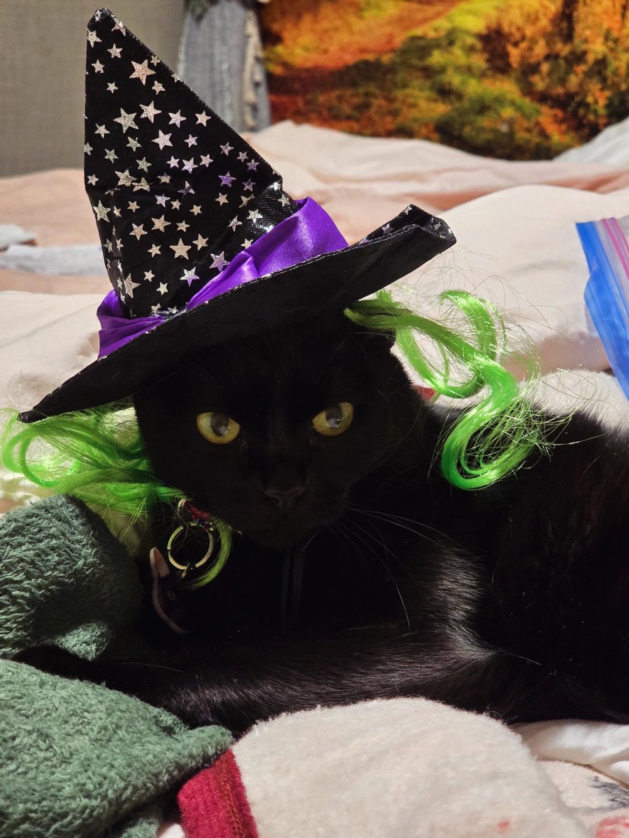 gatitosasalvo's tweet image. Ya mero viene jalogüin y #Yiya, #Botas y #Blue lo saben👀