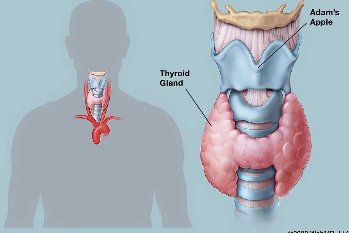 hormonedietdoc's tweet image. Thyroid whispering fatigue through your Sunday scroll? Low selenium from soil-depleted eats can dim the fire—200mcg daily reignites it gently. Also, Beef, Liver &amp;amp; Eggs. You're not broken; you're adapting. Track your warmth today—what's rising for you? #ThyroidHealth