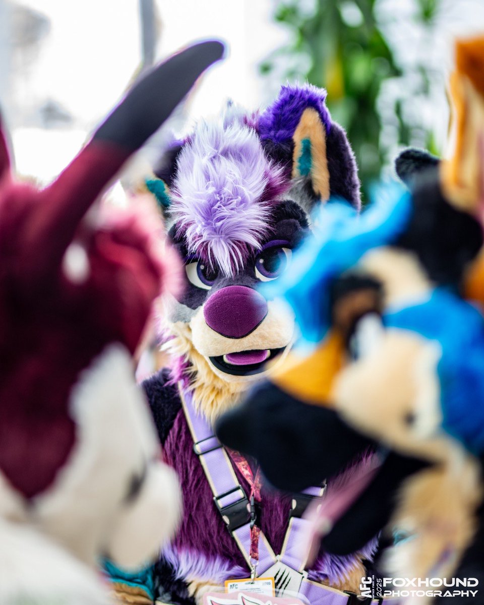 Through all the commotion all I see is you~ ;)

📸: <a href="/yukonbarksalot/">Yukon 🐺 Arvo 🦊</a>