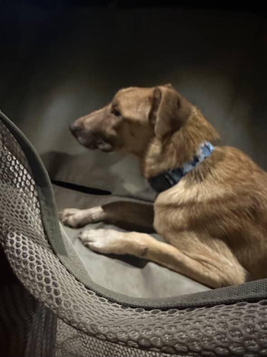 Çok üzüldük,
ama mutlu son, paylaşan herkese çok teşekkür ederim 🙏🐾🌺
Sancaktepe barınağından yuvasına…
#TürkiyedeKatliamVar