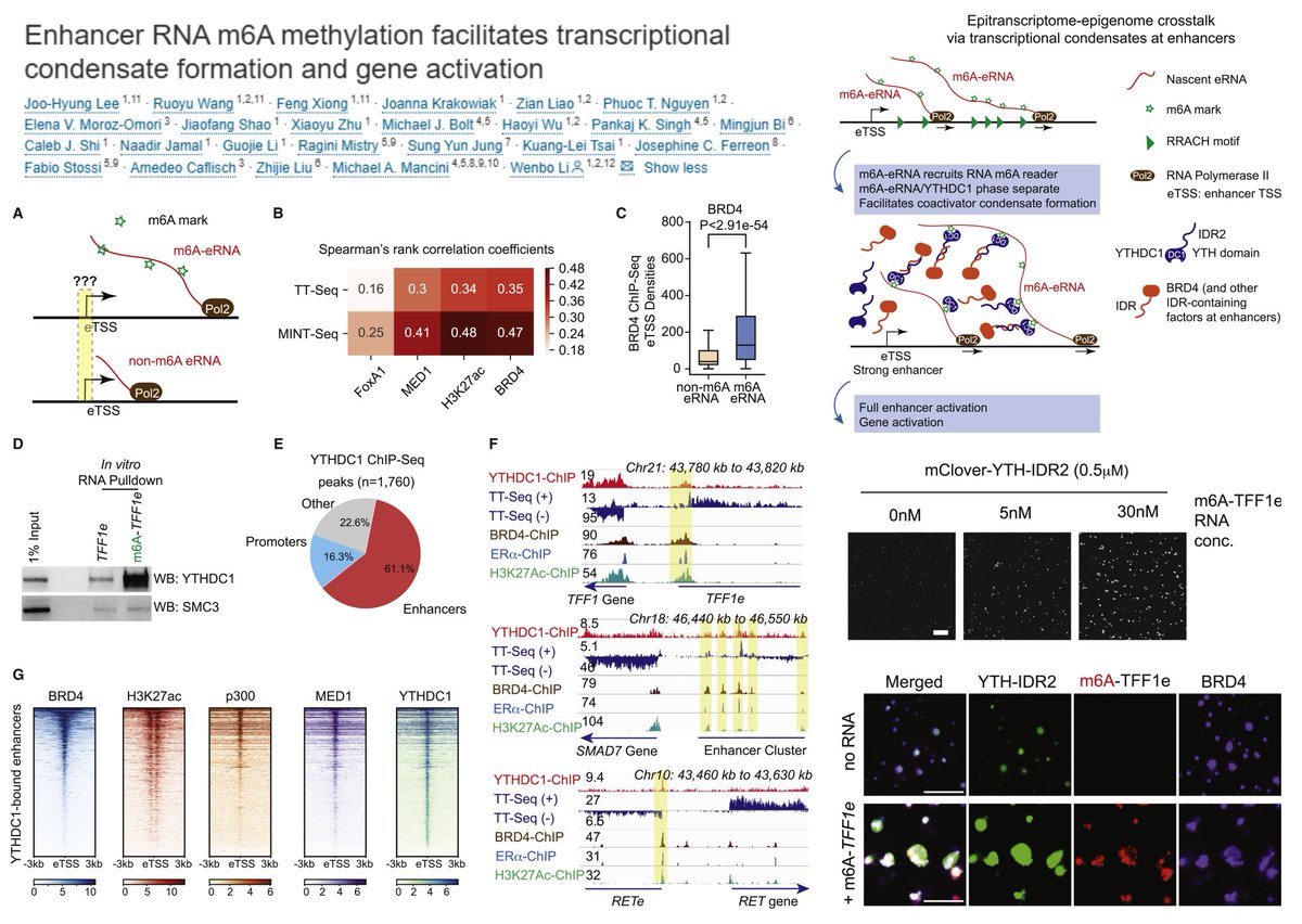Epitranscriptomics #PhaseSeparation

m6A-modified #EnhancerRNA &amp; YTHDC1-BRD4 assemble transcriptional condensate

Methylation-inscribed nascent transcripts/MINT-seq detects &gt;3-fold more m6A peaks than MeRIP-seq

Stringtie annotate eRNAs &amp; (promoter upstream antisense) uaRNAs, 24%