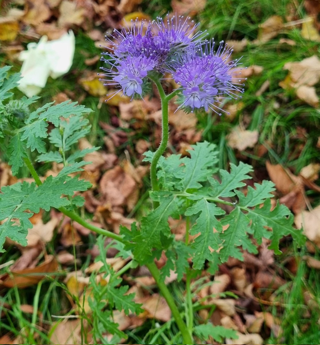 MerielGJones tweet media