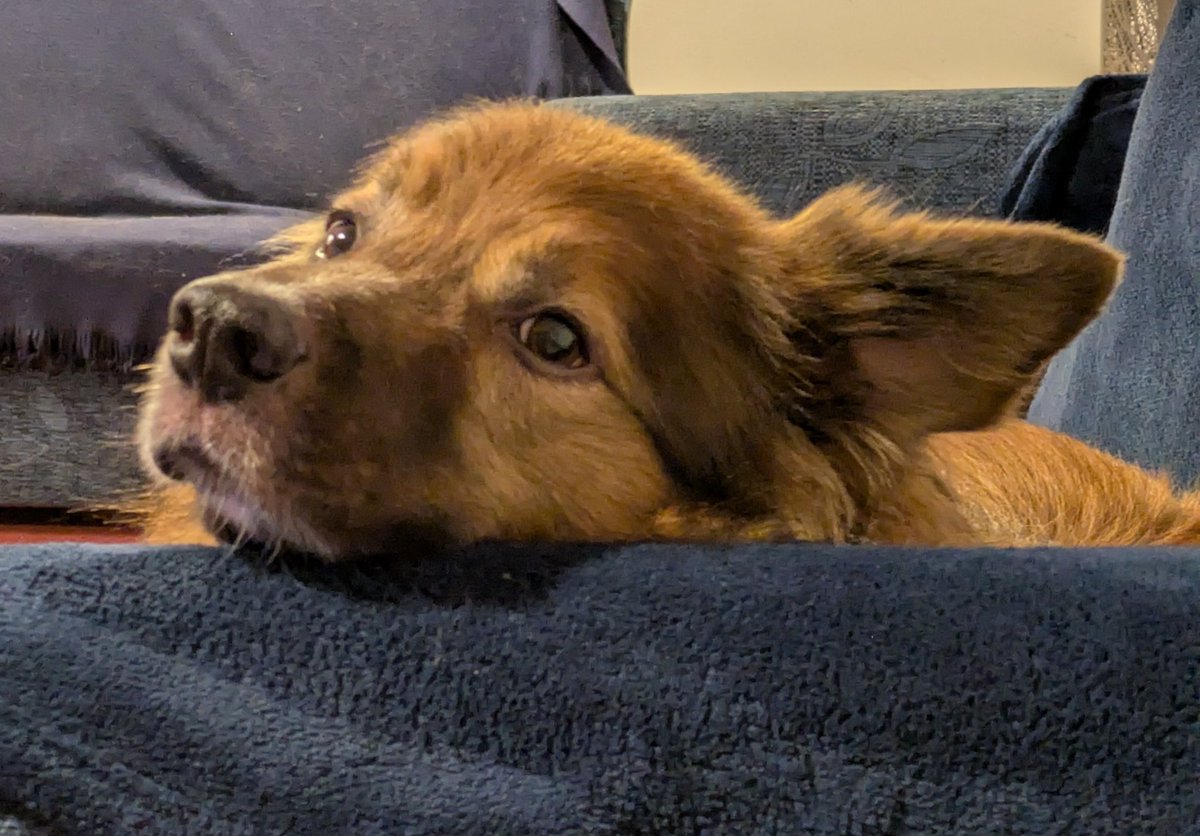 CamasTheCollie's tweet image. I'll be watching you... 🐾🐾🎶👀🙂
#BorderCollie
#SofaSnuggles 
#SundayThoughts