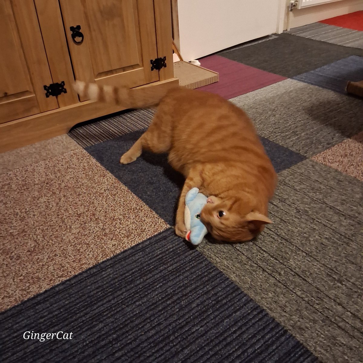 GingerCatBuddy's tweet image. ✨️ Crazy Cat ✨️ 
I managed to retrieve the catnip & put it in #Buddys new toy, now he's kicking the living daylights out of it, I give it 24 hours before its broken 🧡
It's #Caturday Weekend 
#Cats ##CatsAreFamily