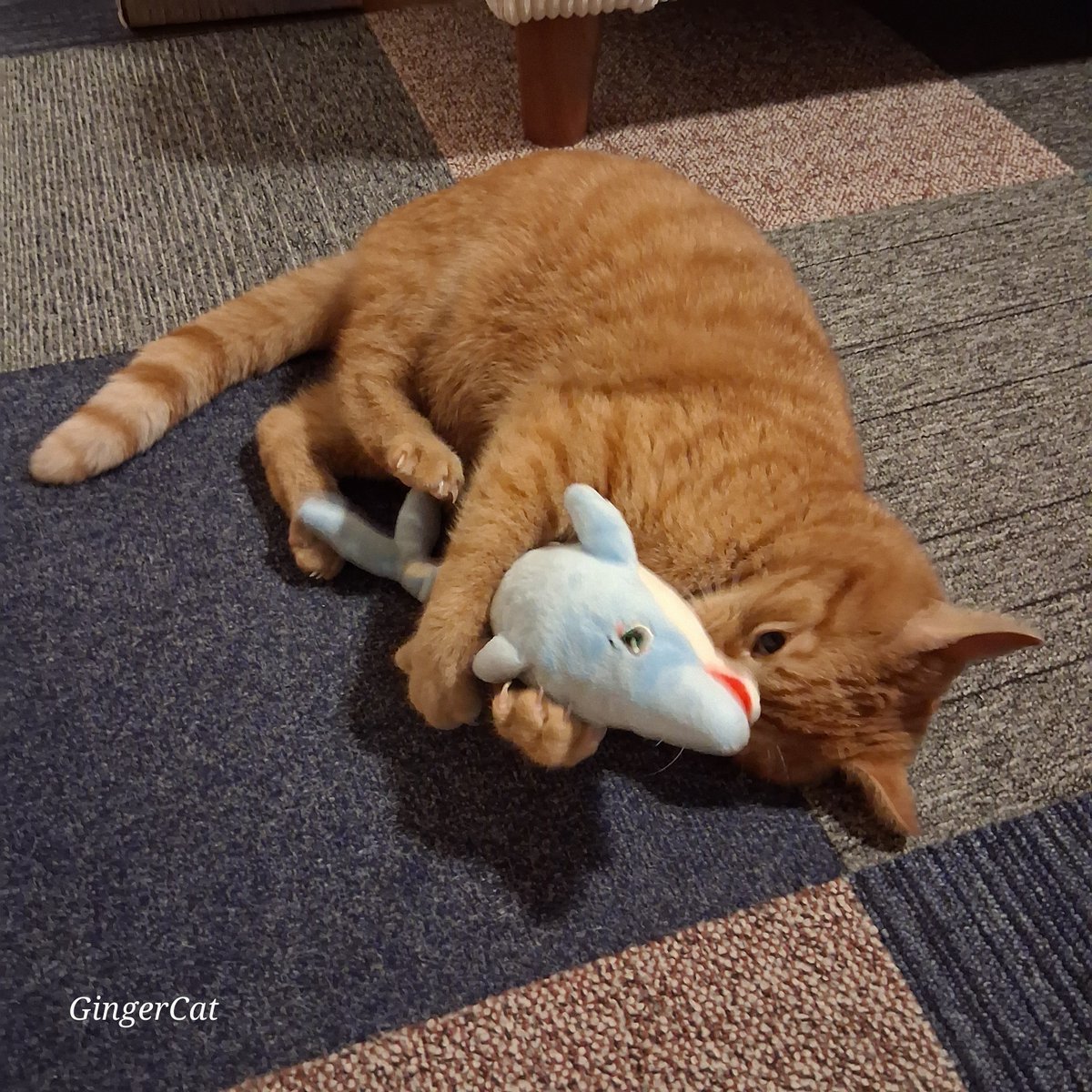 GingerCatBuddy's tweet image. ✨️ Crazy Cat ✨️ 
I managed to retrieve the catnip & put it in #Buddys new toy, now he's kicking the living daylights out of it, I give it 24 hours before its broken 🧡
It's #Caturday Weekend 
#Cats ##CatsAreFamily