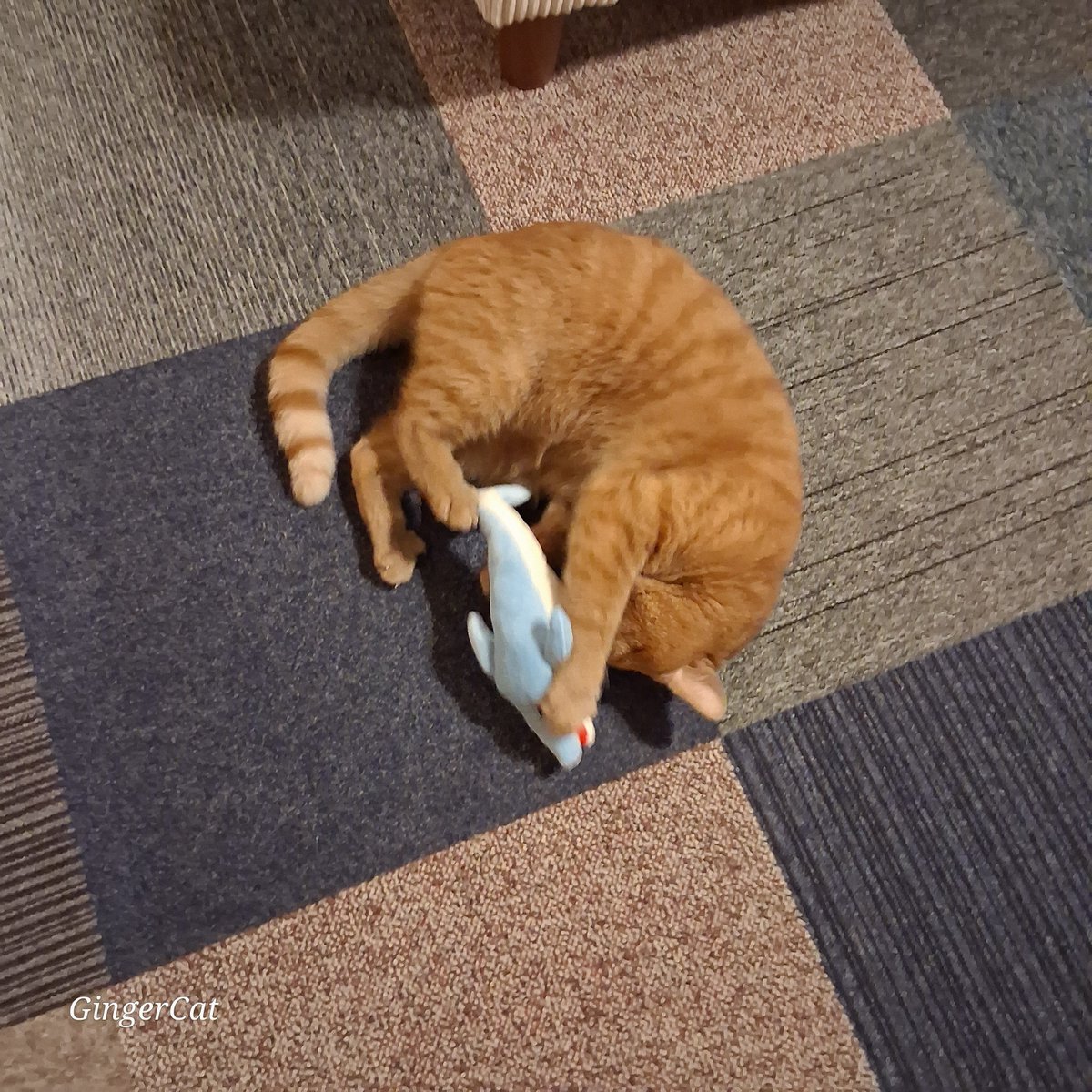 GingerCatBuddy's tweet image. ✨️ Crazy Cat ✨️ 
I managed to retrieve the catnip & put it in #Buddys new toy, now he's kicking the living daylights out of it, I give it 24 hours before its broken 🧡
It's #Caturday Weekend 
#Cats ##CatsAreFamily