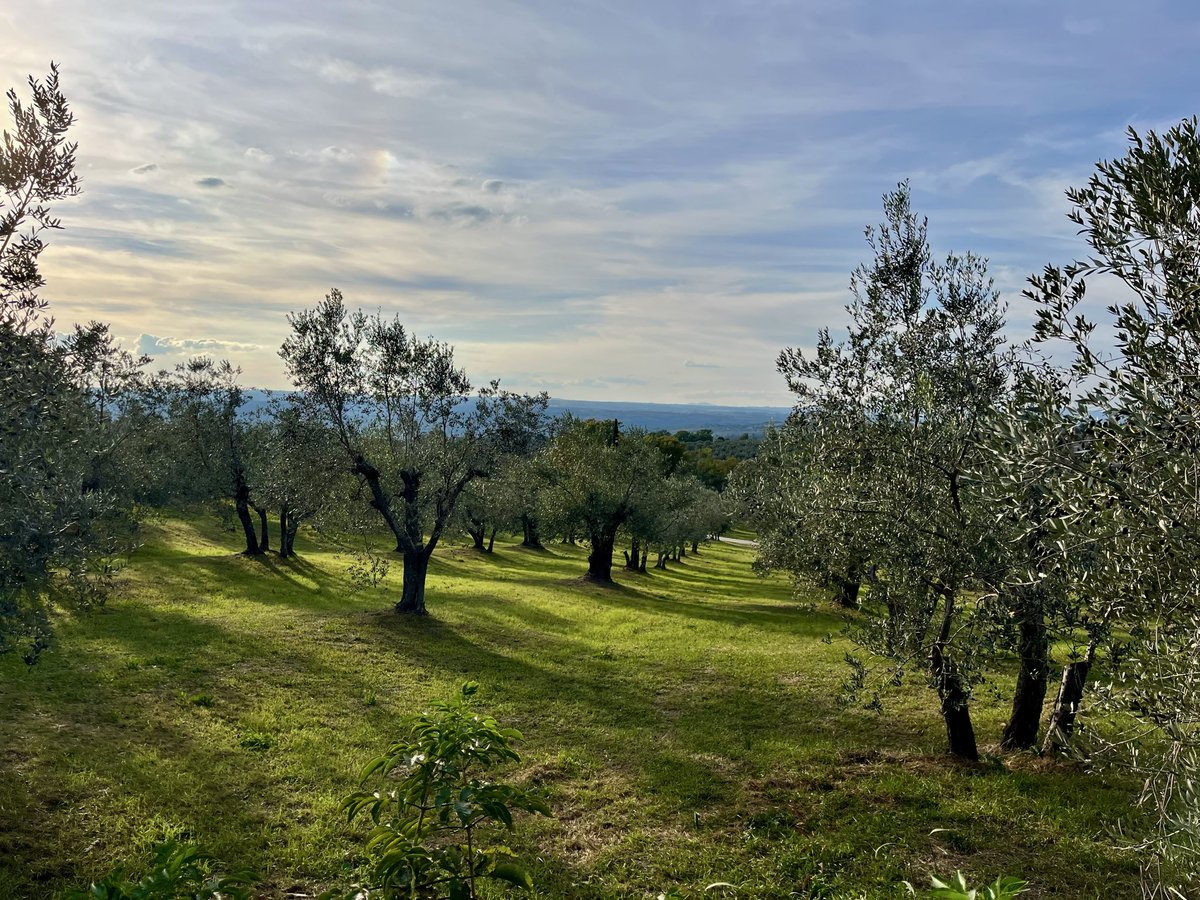 marpetre's tweet photo. 🫒Nel buen ritiro, tra i boschi del Cammino dei Borghi Silenti
Dove il tempo rallenta, il respiro si fa profondo
e il silenzio diventa meraviglia. 🍃
#CamminoDeiBorghiSilenti #BuenRitiro #Natura #Boschi #CamminiDItalia #RiservaNaturale #SilenzioCheParla #montecchio #umbria https://t.co/bwO3UhKf2g
