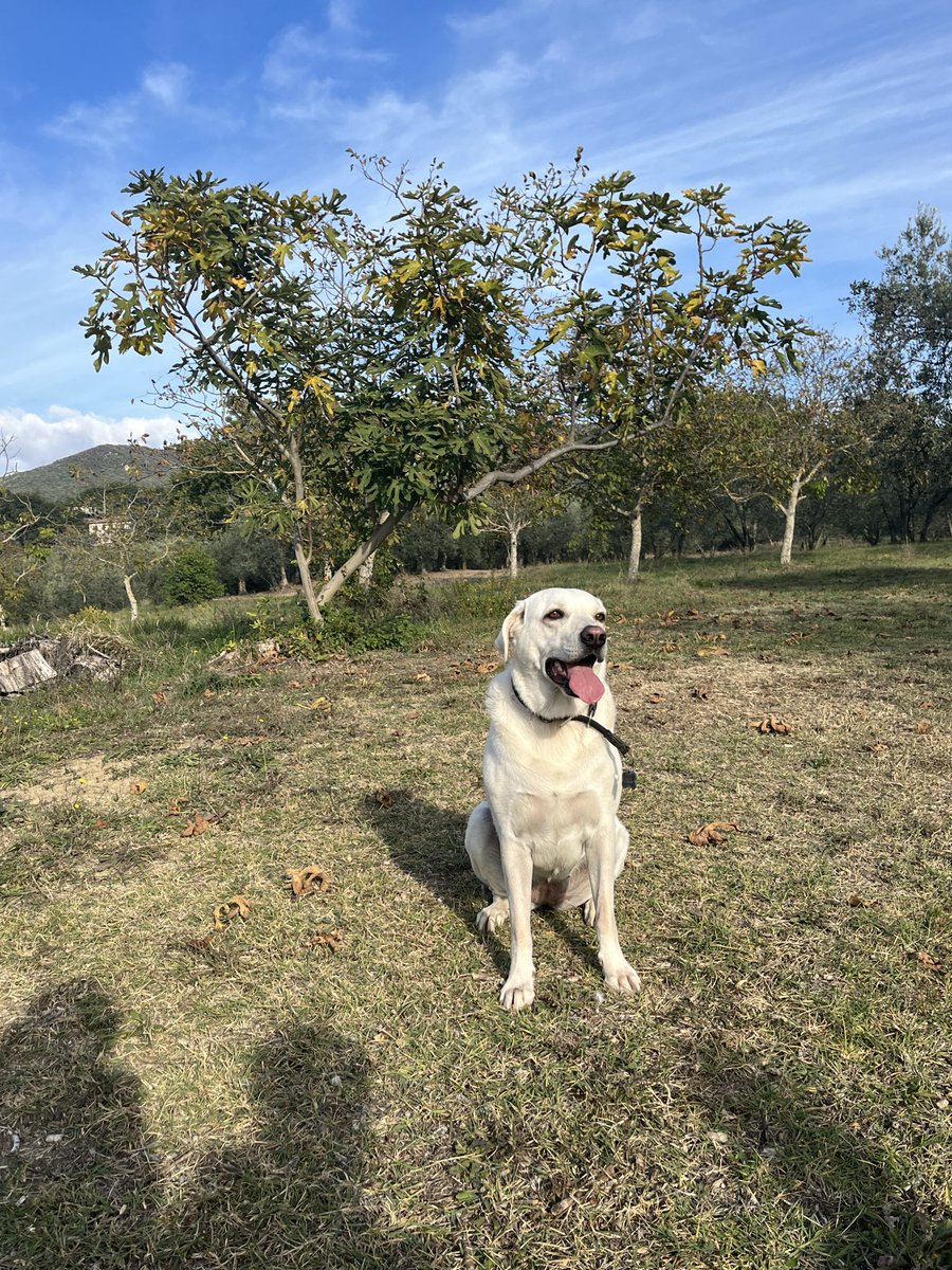 marpetre's tweet photo. 🫒Nel buen ritiro, tra i boschi del Cammino dei Borghi Silenti
Dove il tempo rallenta, il respiro si fa profondo
e il silenzio diventa meraviglia. 🍃
#CamminoDeiBorghiSilenti #BuenRitiro #Natura #Boschi #CamminiDItalia #RiservaNaturale #SilenzioCheParla #montecchio #umbria https://t.co/bwO3UhKf2g