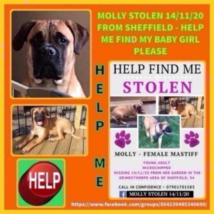 LisaClareRead2's tweet image. Please RT and help get Molly home. She went missing from her garden on 14th November 2020 from #Grimesthorpe area of #Sheffield #S4 She so needs to be home with her family where she belongs 🙏💕🐾 #missingdog #FindMollyStolen #stolendoghour #Mastiff