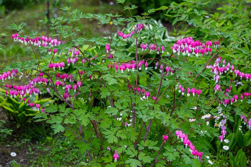 Gardeners_Path_'s tweet photo. How to Prepare Bleeding Hearts for Winter - Your bleeding hearts have died back, leaving behind a season of heart-shaped blooms. How do you prepare them for a cold winter? Find out now on Gardener's Path. https://t.co/Ysq5Uz6QhT #bleedinghearts #wintergardenprep #gardening https://t.co/S0LtkZ6JFa