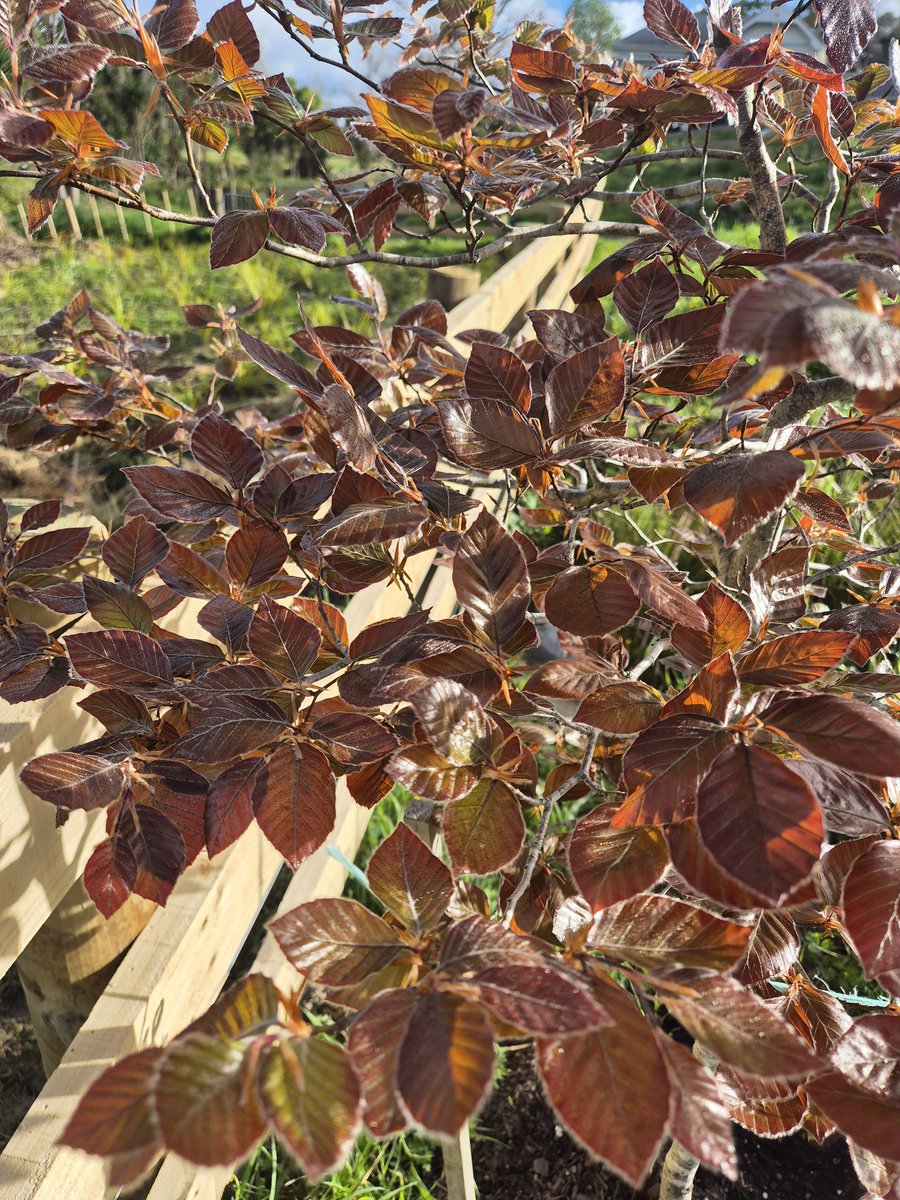 NZAllison's tweet photo. I thought my copper beech may have died after being planted, dug up, potted over winter, and then replanted. But look at her. I'm so happy.
#CopperBeech https://t.co/c5iBMggLCR