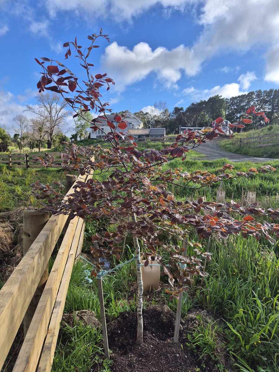 NZAllison's tweet photo. I thought my copper beech may have died after being planted, dug up, potted over winter, and then replanted. But look at her. I'm so happy.
#CopperBeech https://t.co/c5iBMggLCR