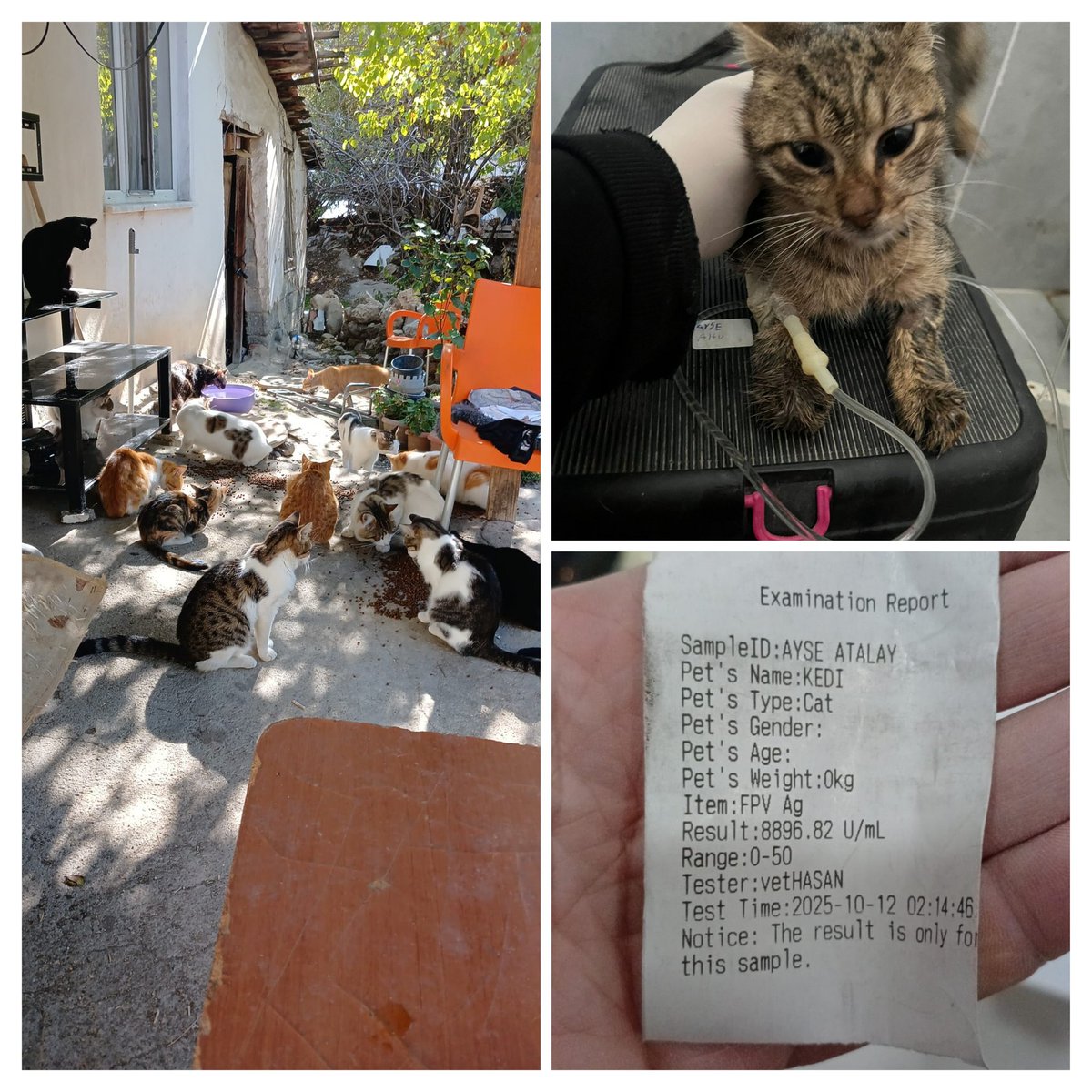 Hayvan düşmanı mahallede 50'den fazla can bakıyorum gençlikle savaşan 7 yavru var. Artık yetişemiyorum. Veteriner borcum 60700₺ Canlar desteğinizle yaşayacak. Lütfen görün! 🙏🐾