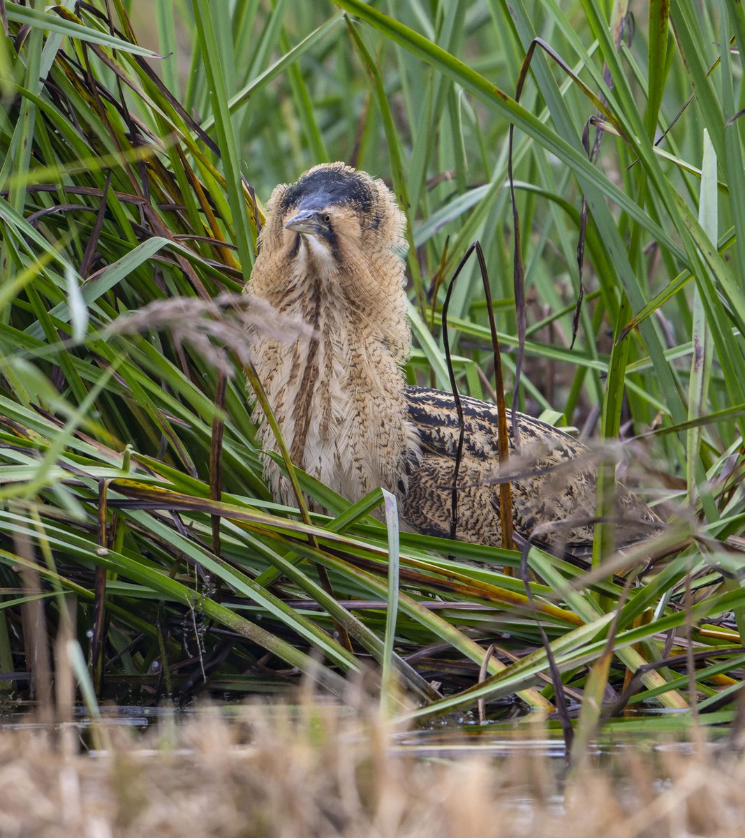 Lesliecater1's tweet image. This is what happens when a Bittern takes up residence in an area of reed beds in front of Island mere hide on the left the last 10 days. A GW Egret kept bothering the bittern by going into those reeds on the edge of the mere to fish. Excellent territorial behaviour response 😊👍
