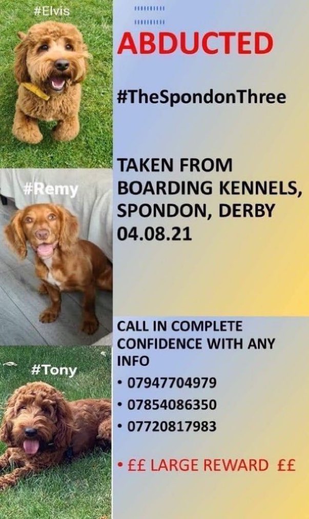 LisaClareRead2's tweet image. Over 4 years ago on 4th August 2021 these three #dogs were stolen from Boarding Kennels in Spondon #Derbyshire. 
Four years of heartache for their owners. If you know where they are please help get them home where they belong 🙏💕🐾
#k9hour #Stolendoghour 
#EastMidlands 
 ⬇️