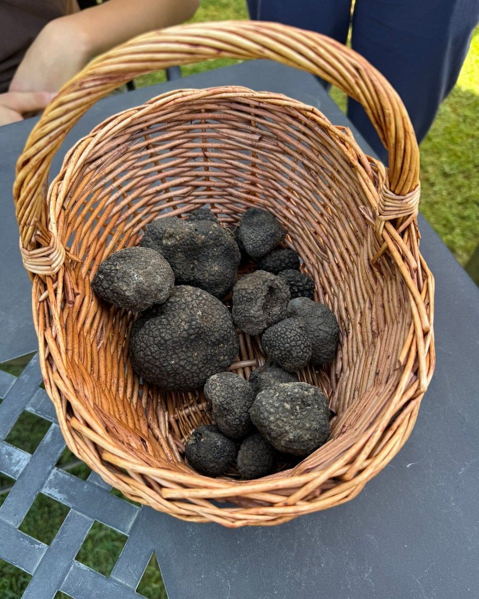 Tripadvisor's tweet image. Does every millennial have &quot;Truffle Hunting in Tuscany&quot; on their bucket list?