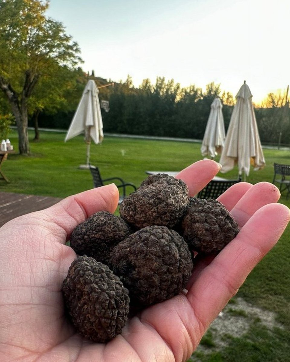 Tripadvisor's tweet image. Does every millennial have &quot;Truffle Hunting in Tuscany&quot; on their bucket list?