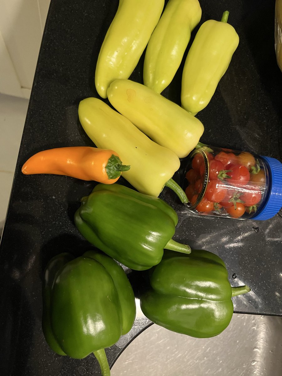 bellaagunz's tweet photo. Freshly grown in my back yard. https://t.co/O6ptEIpUP1