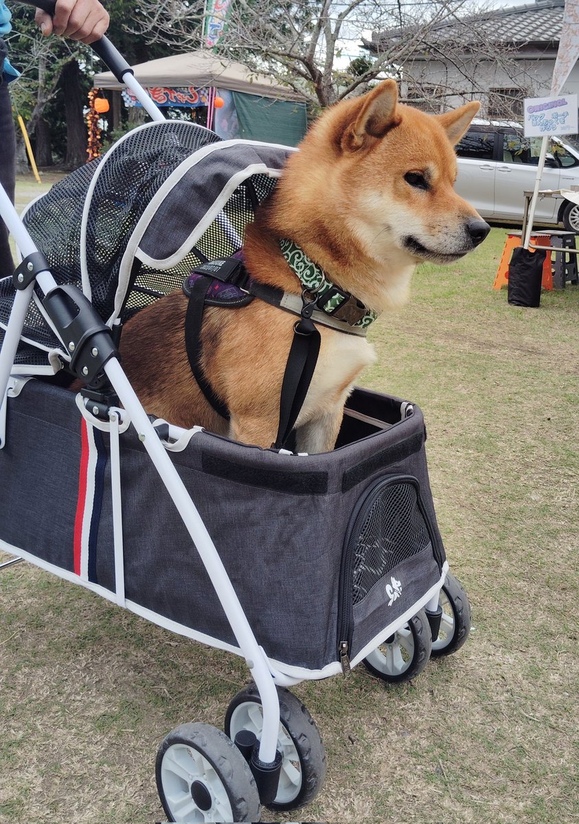 skobeach's tweet photo. 🐶おは(∪・ω･)ﾜﾝｯ🎶

昨日は白子神社の秋祭りにいったよ！
カート買ってもらったけど…キュークツでイヤだなぁ💧

ヒンヤリだから風邪さんにきをつけて🍵
今週も今日もげんきによろしく
(ᐡ`･ω･´ᐡ)ฅﾜﾝ❣️

#パトロール犬 #パトロール犬だいすけ #秋祭り #ドッグカート #白子神社 https://t.co/a4b3pDVNFU