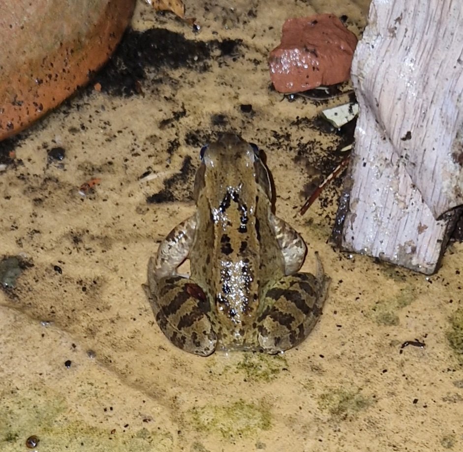 Went out looking for frogs. And I know these guys. Keep an untidy garden/yard with native plants. We MUST help the frogs.