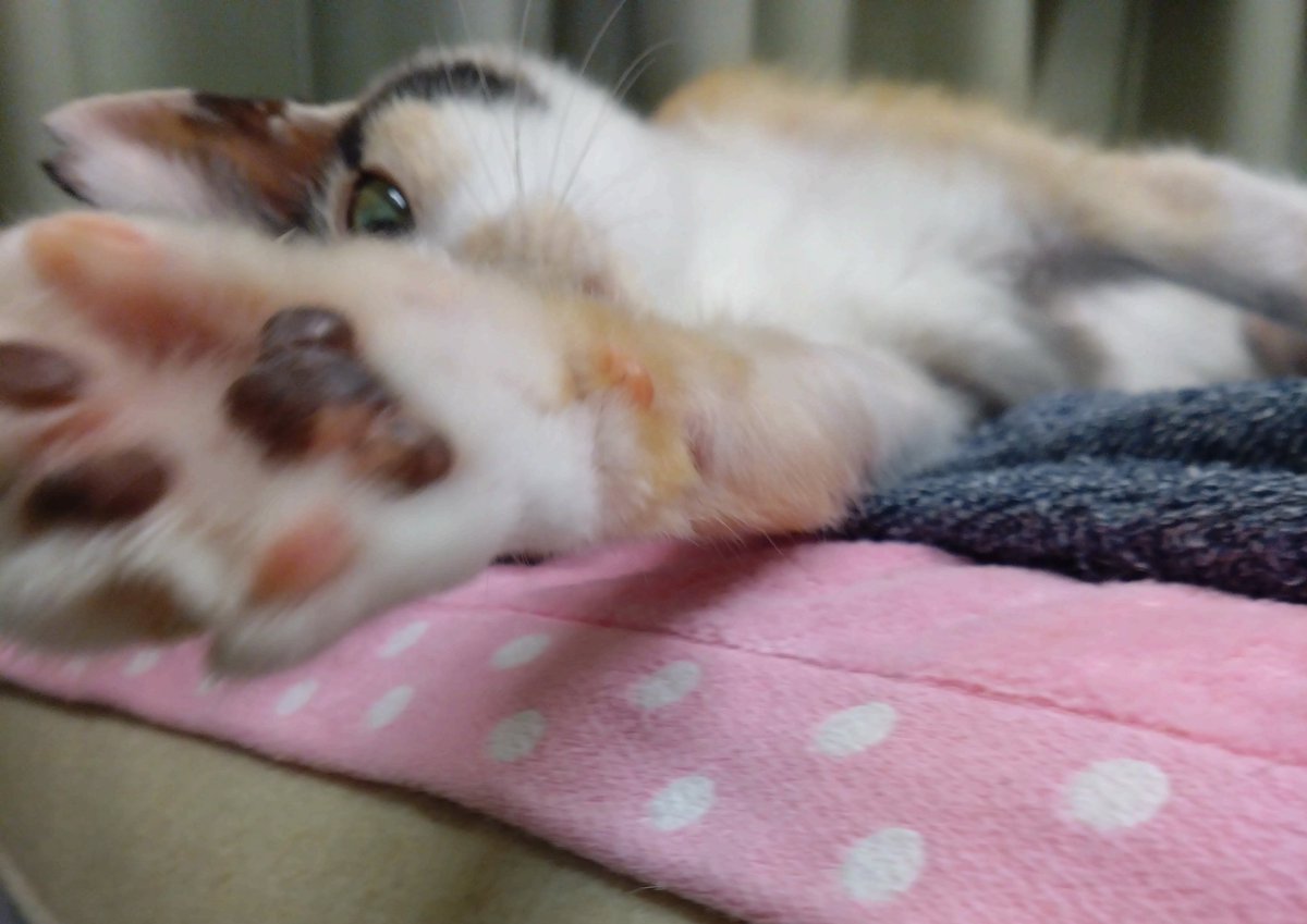 ミケちゃん「おはよ〜。新しい週の始まりだね〜。今週皆さんに良いこと