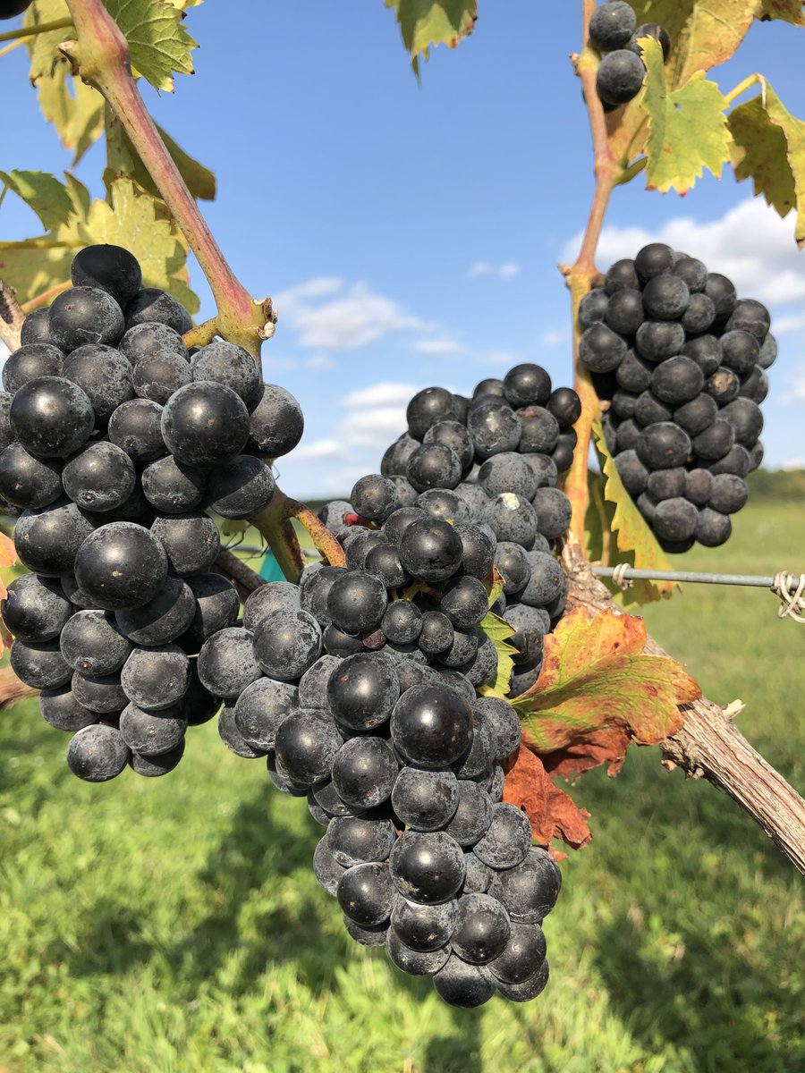 Frontenac may be a cold-climate grape, but it brings some serious warmth to our wines. It’s the base of our 616 Red and sometimes blended into 404 Red. Read more about these Minnesota native grapes here: bit.ly/4n0WF1j

#findyourwinetime #OhioWine #FrontenacGrapes