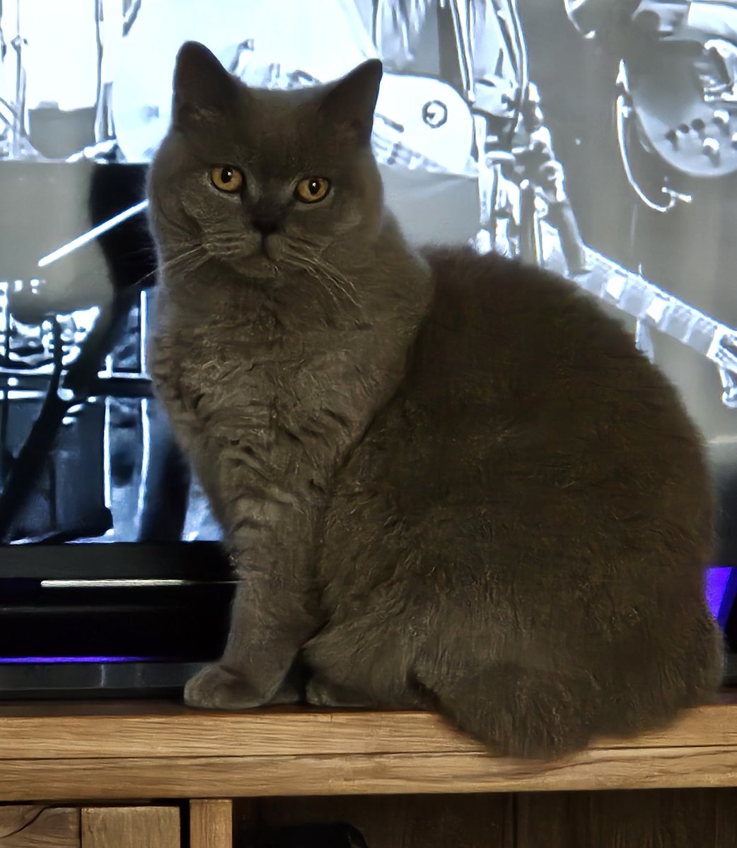 🐈‍⬛️💜💕 Goodnight to all my fur friends sweet dreams 💤 love from Lily 💕💜🐈‍⬛️

#CatsOfTwitter #CatsOnTwitter #Cat #cats