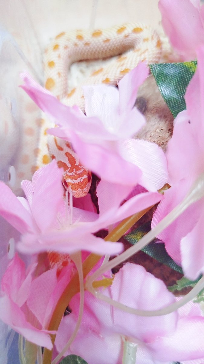 Igu_arty's tweet image. Phantom 💜🐍 (wcześniejszy prezent urodzinowy od mateczki 🥹)
#hognose