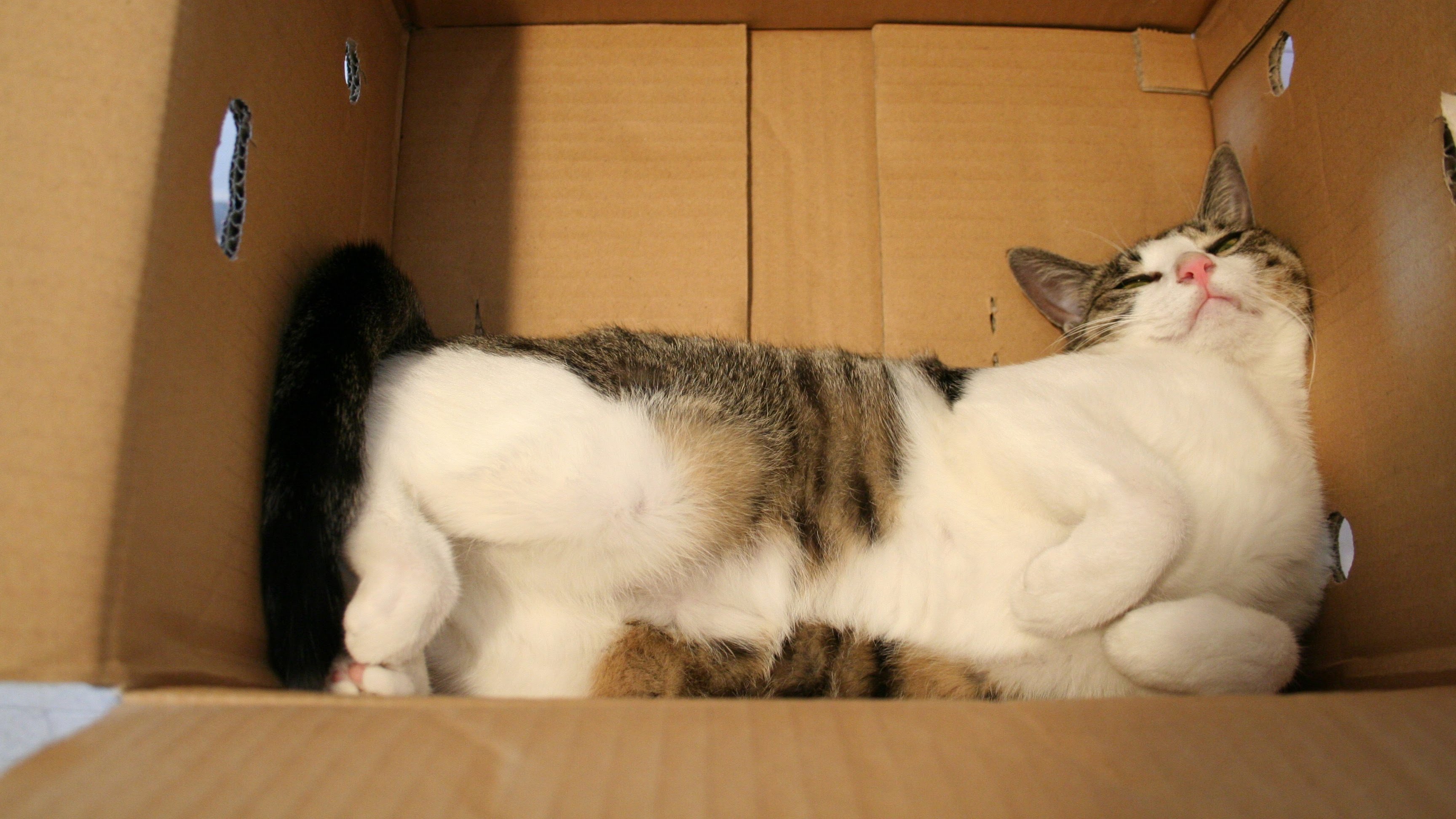 なっちゅ^o^♡コメント購入お願いします ✮ ɐ ʎ ɐ ✮🧄𝕄ℂ𝟙𝟟🫶🏻ℤ𝕏-𝟟ℝ ᐕ)ﾉ🍚 (@aaayaaa08109693) / X