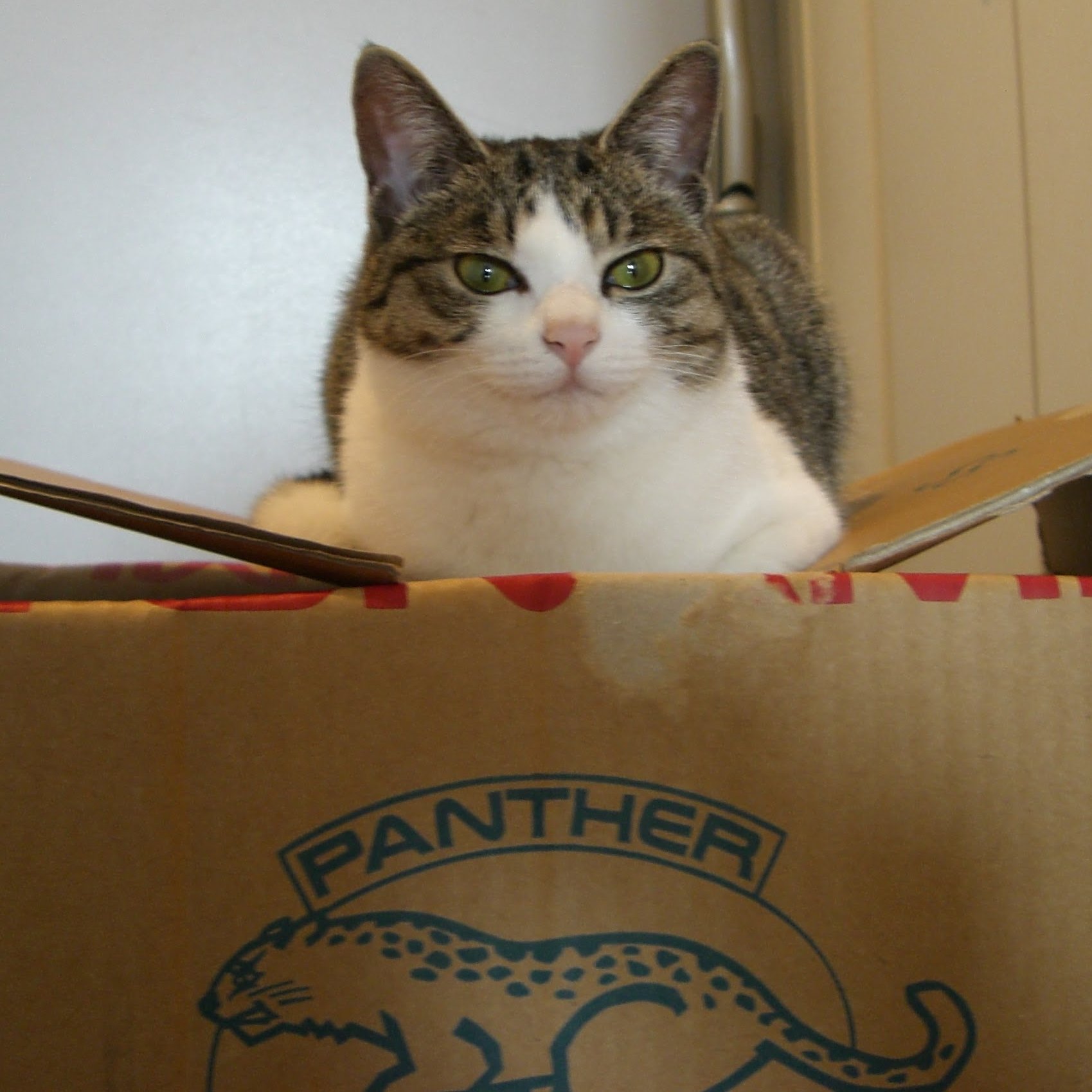 ニャン太様ご依頼品おまとめ12点 ニャン太様ご依頼品おまとめ8点 にゃんにゃんBOX【にゃん太通販