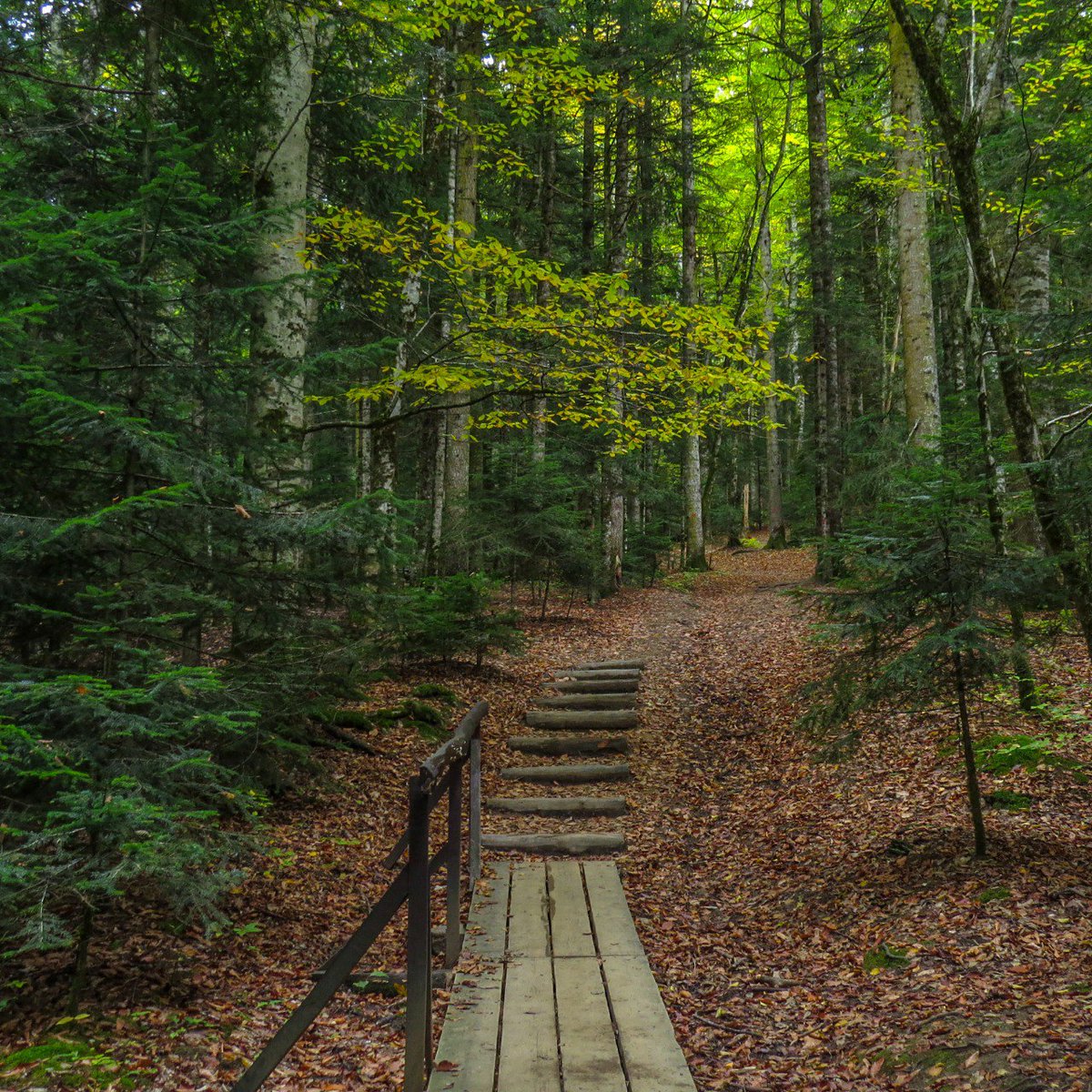 Şu anda Adigey dağlarında altın sonbahar hüküm sürüyor!
Guzeripl köyünün çevresindeki dağ yamaçları, sanki zengin doğu halıları ile süslenmiş gibi, kayın, akçaağaç ve diğer yaprak döken ağaçlar güneşin kehribar rengi ile parıldıyor, bu altın rengi arka planda ise yaprak dökmeyen