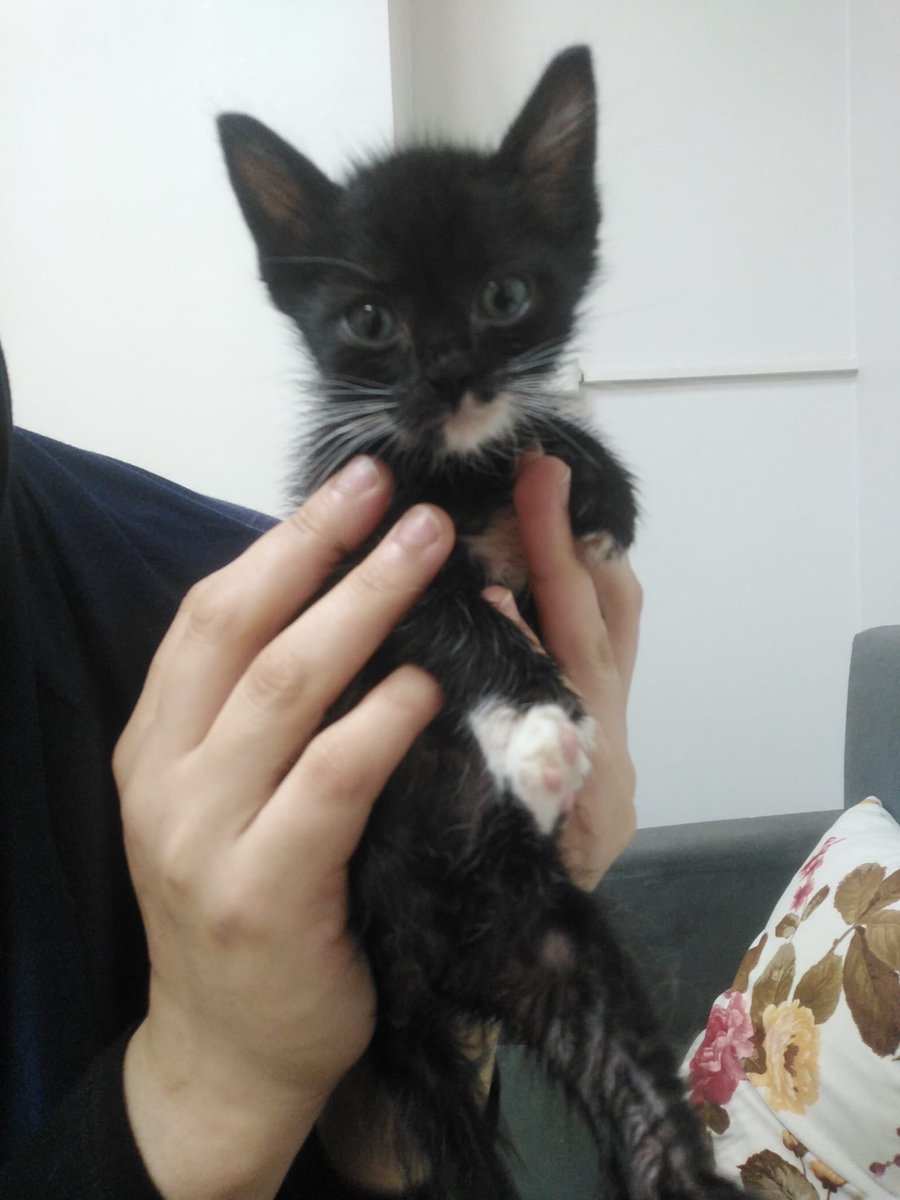 kedyeva's tweet photo. Bu 1 aylık erkek bebek yuva arıyor. Sokakta aç kalıyormuş, diğer kedilerden dayak yiyor ve çok korkuyormuş... tam bi insan canlısı. Lütfen ona kapınızı açın be evlat edinin.. bunu yapamıyorsanız da paylaşım desteği verin ama bu bebeği kurtaralım. Sokağa gidecek :( 
İSTANBUL ÇEKMEKÖY