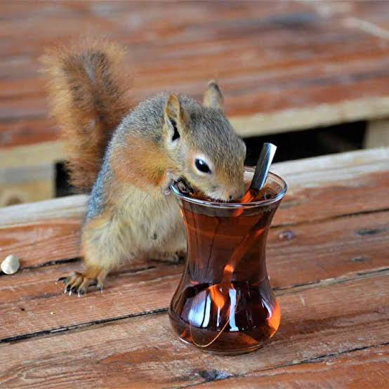 Bi hayvansever içerik üreticisi SİNCAP ALMIŞ . Bu yasak ve sincaplar ormanların yenilenmesini sağlayan hayvanlar diyince engelledi beni. Napılabilir bu durumda ? Hem instada hem de youtube de videosu var .