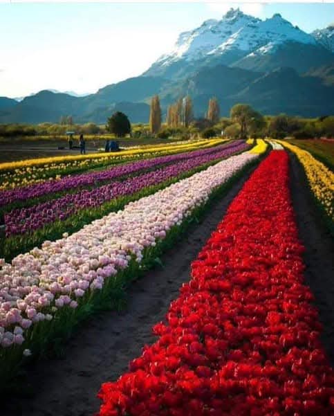 Durante octubre, los tulipanes esperan en Trevelin. Un valle rodeado de montañas, ríos y lagos 🙌✨🌷🌷🇦🇷

Fotos de Depto Turístico de Krys Tob
