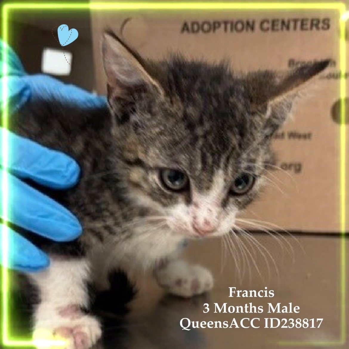 Kimberlykokourt's tweet photo. BOTH #SEAMOUR (#ID238816) & #FRANCIS (#ID238817) NEEDS A PLACEMENT BY TUESDAY OCTOBER 21, 2025 BY 12PM: Both Have Ringworm & Are Male & 3 Months Old! #QueensACC #NYCACC #CatsOfX #KittensOfX #Donate #Pledge #Adopt #Foster #Rescue #Sponsor #BondedPair #FosterToAdopt #SaveUs #LoveUs https://t.co/VW1yxzlTkw