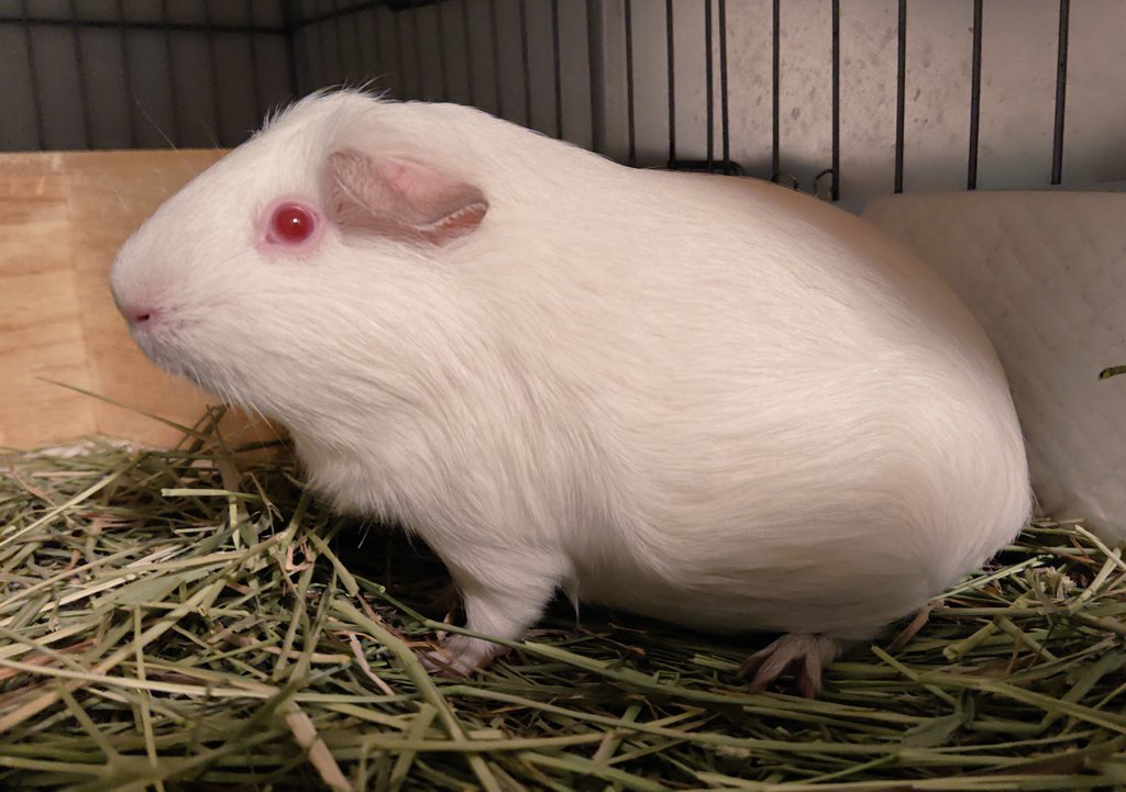 めちゃくちゃモルモットしてる
ビノちゃん(  ´͈ ᵕ `͈ )♡

 #ビノちゃん