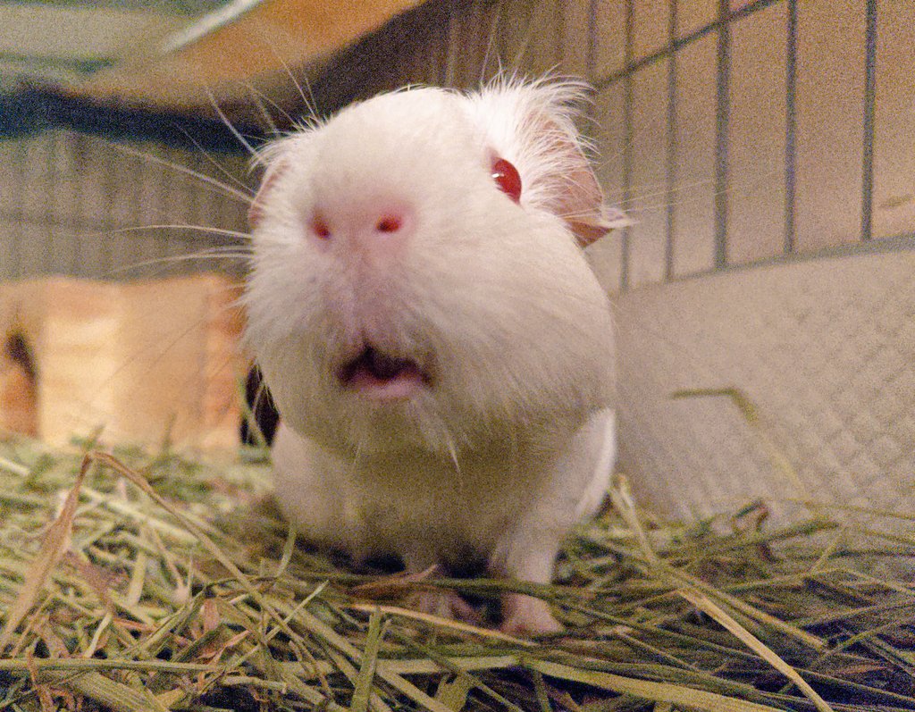 あうん、ベビフェ(  ´͈ ᵕ `͈ )♡

 #ビノちゃん