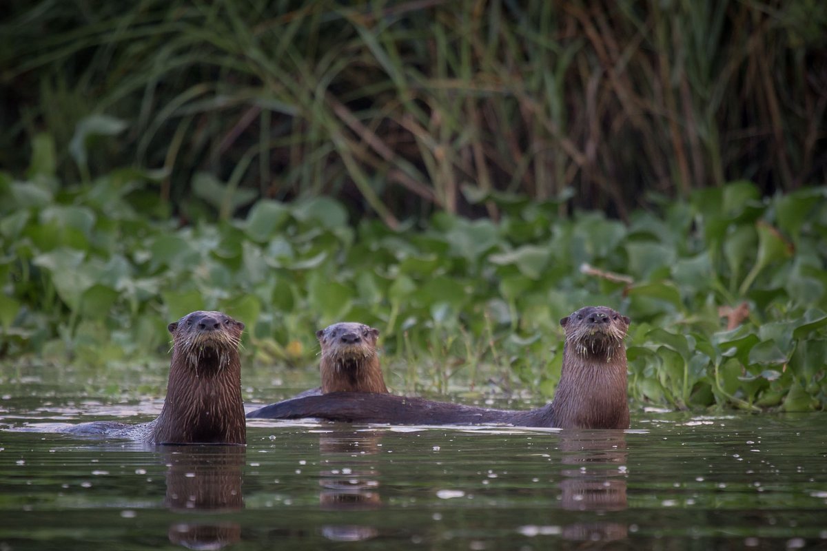 armandbayou's tweet photo. New program alert! 🎨🌱 Little Art Explorers is a new nature-inspired art program for ages 2-6 with an adult. Join us for unique crafts every other Tuesday! Register now: https://t.co/PcnOF5o5kf #LittleArtExplorers #ABNC #KidsArt #NatureProgram
Otter photos by Gary Seloff. https://t.co/NzBvlF6jQ0